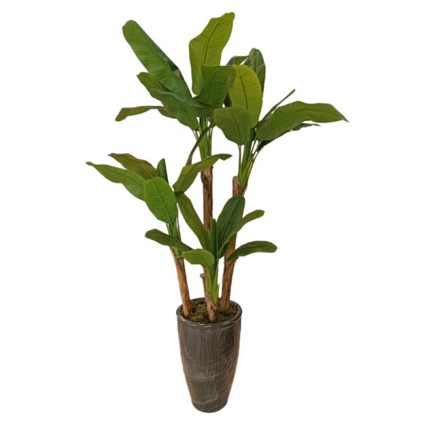 درخت موز